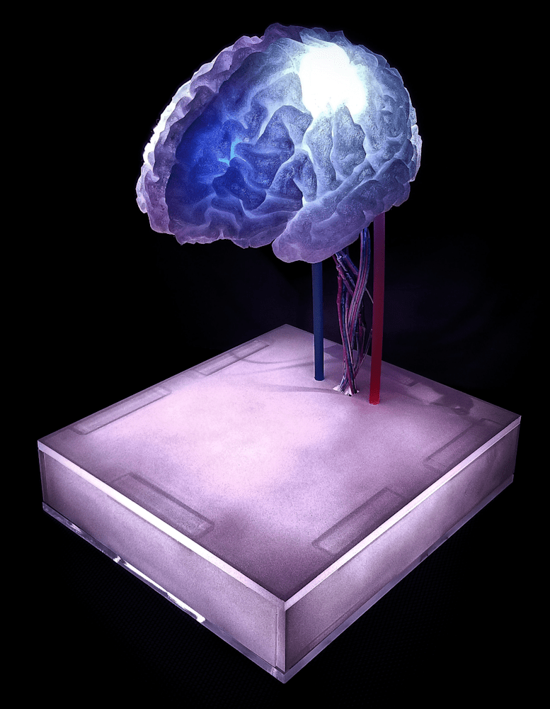 3D MRI-scanned brain sculpture with dynamic light effects